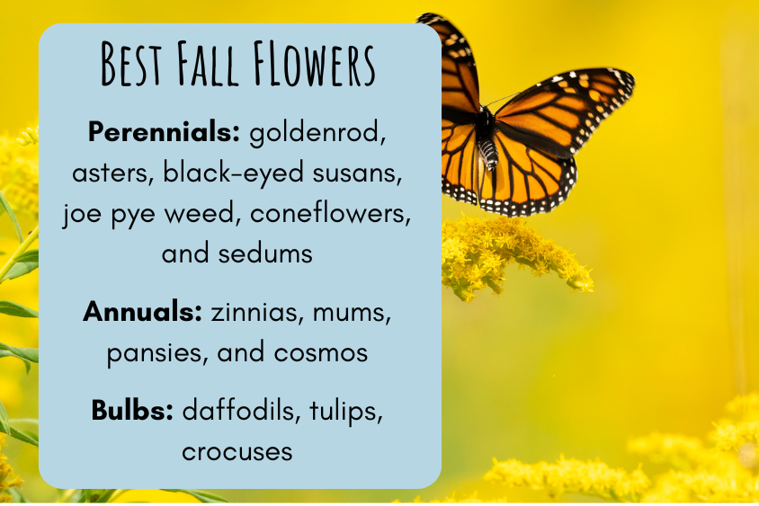 best flowers to plant in the fall
