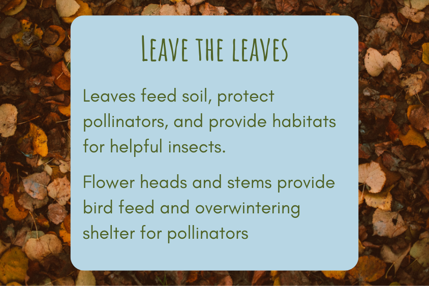 leave the leaves in the fall to protect pollinators