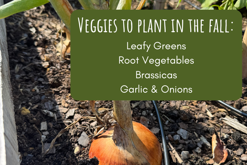 List of vegetables to plant in the fall.png