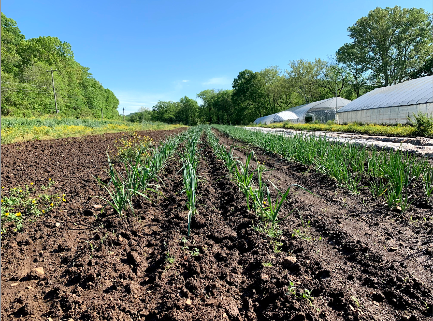 Compost producing healthy soils on a Tennessee farm